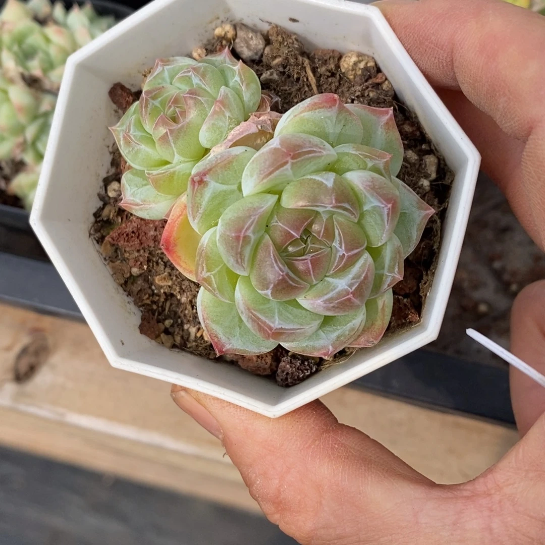 精品多肉一物一拍不包整475