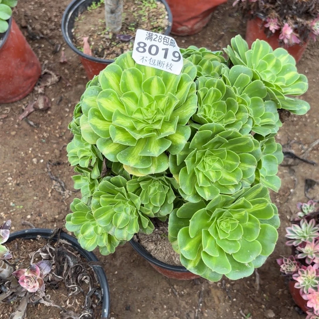 G. 8019翡翠琉璃多肉，ad