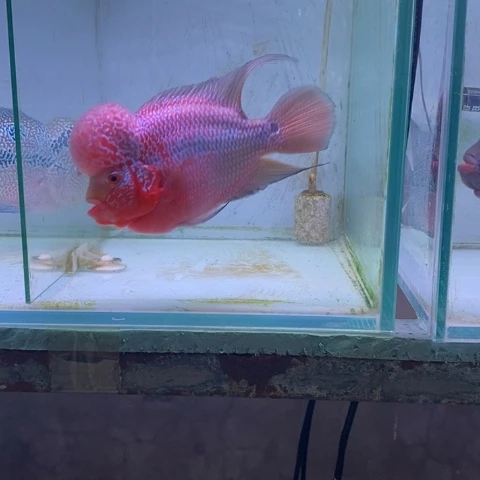 海水鱼鸿运罗汉一条aa