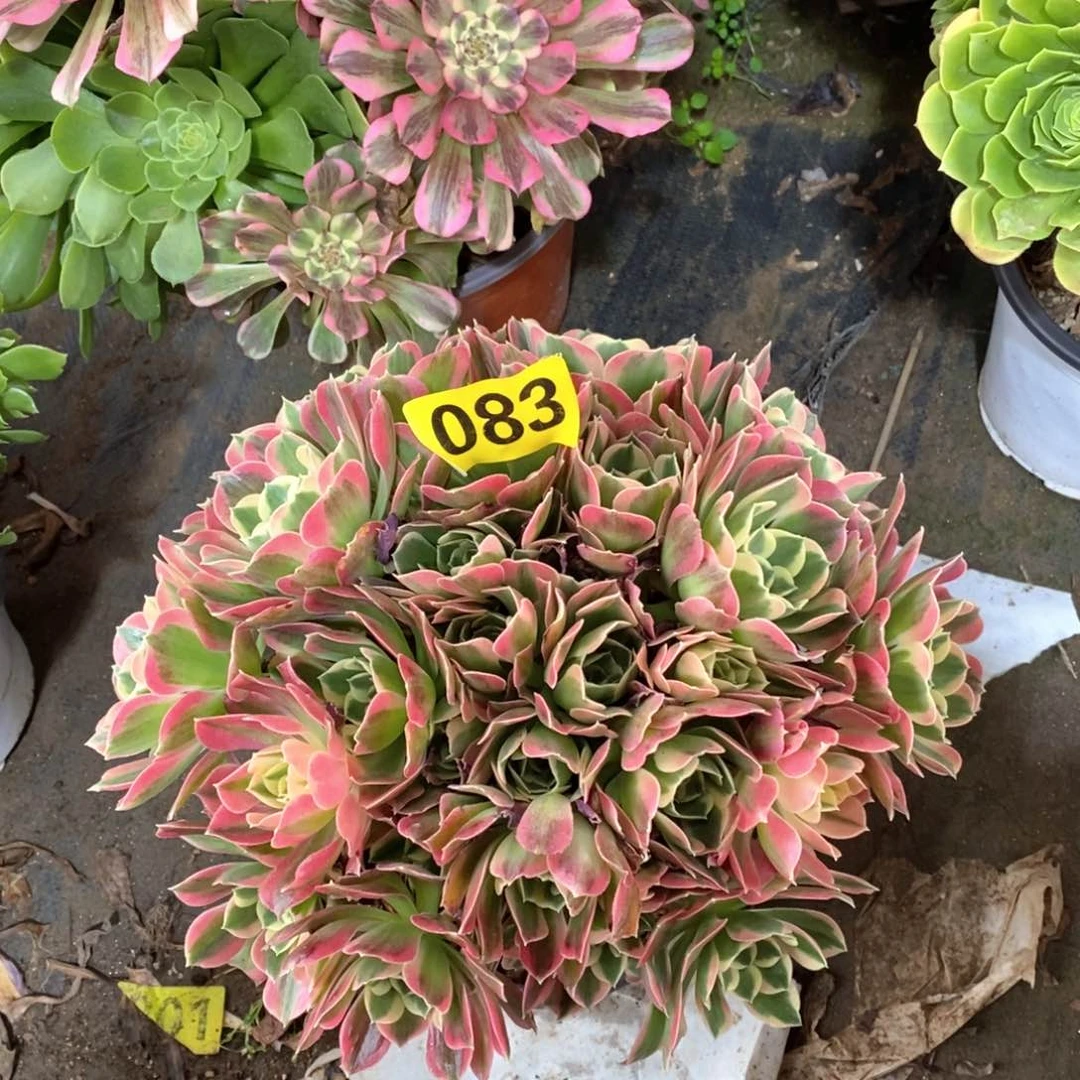 大白凤多肉植物083