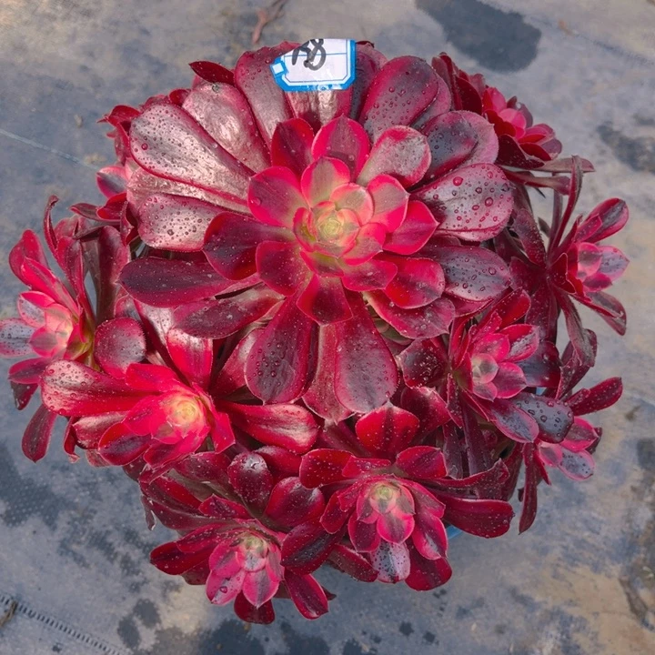 138美杜莎多肉法师