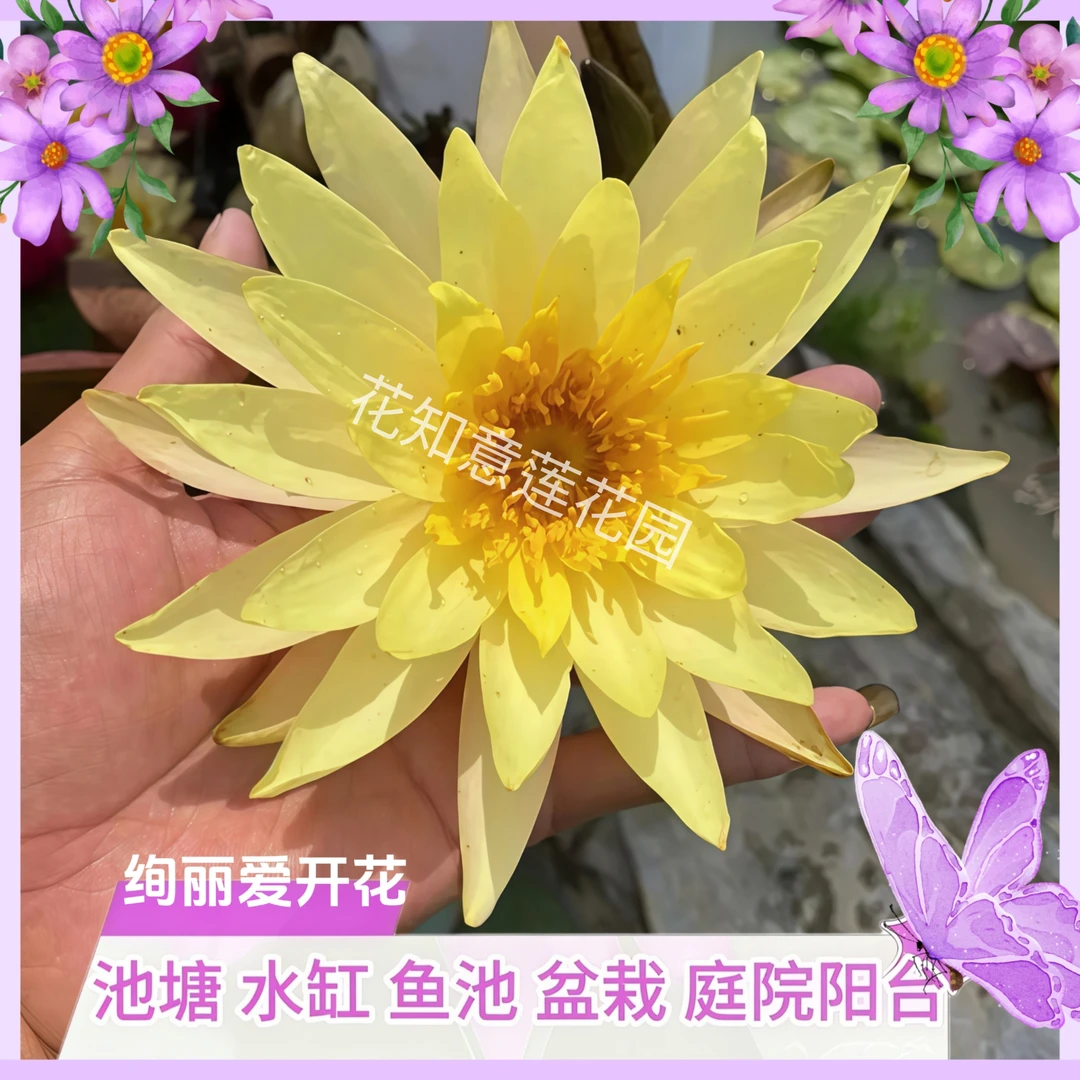 品瓦力勤花池塘水缸盆栽庭院根块茎带花苞植物四季阳台花卉鲜花