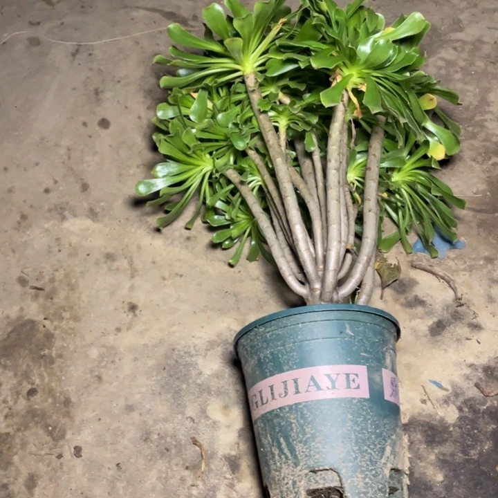 5原始绿法师多肉植物