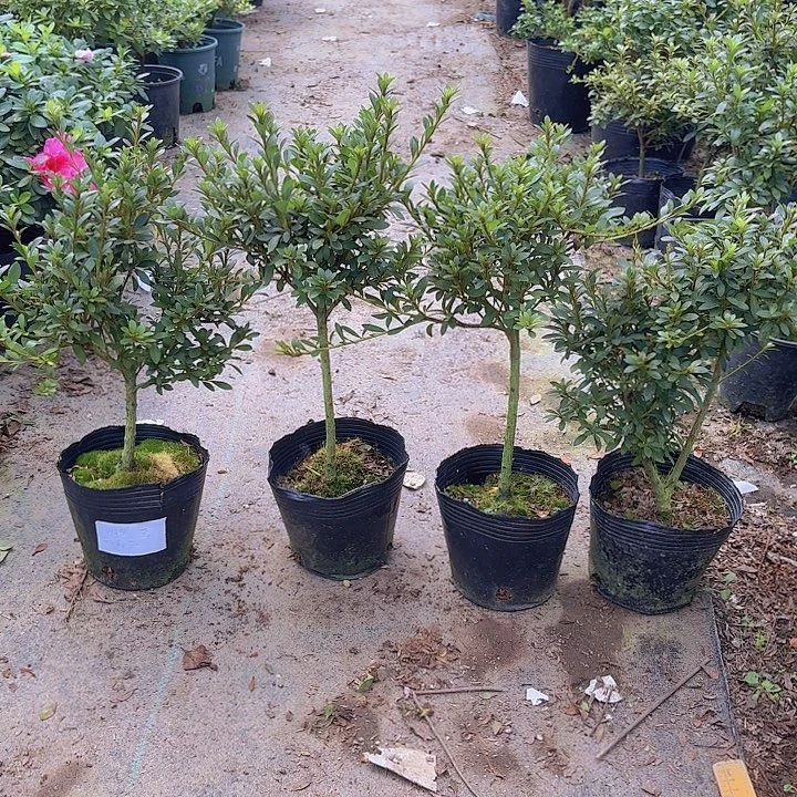 完全开放莹一物一拍