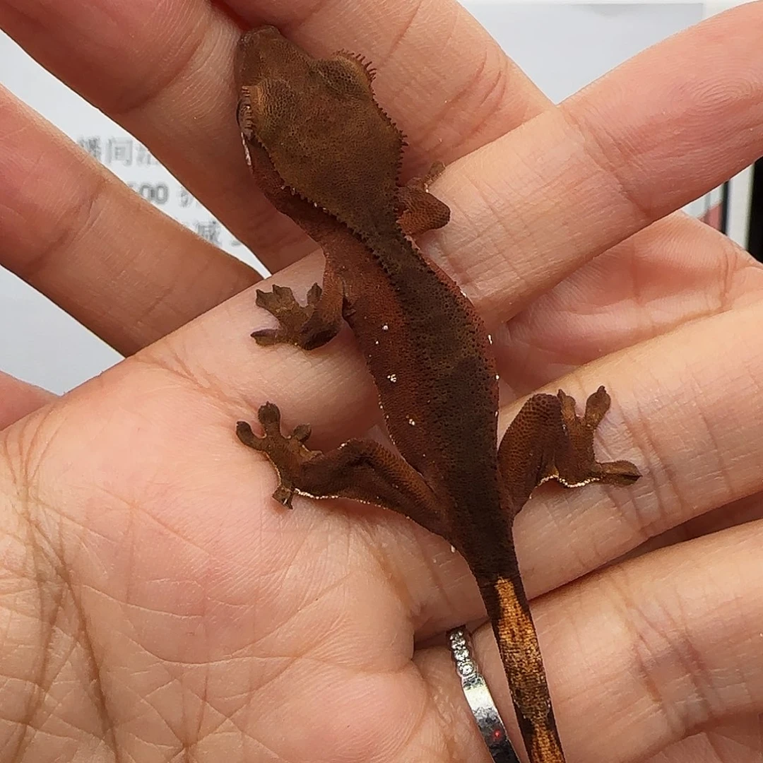 睫角守宫张艾文专拍