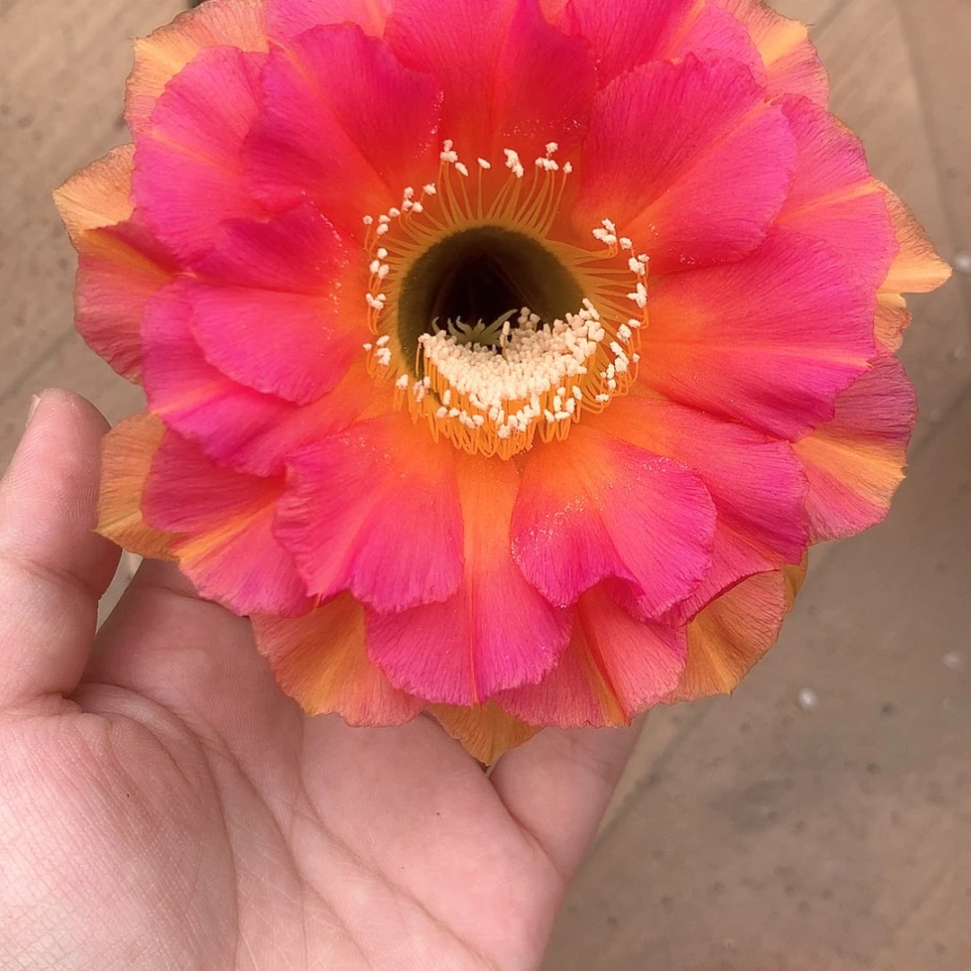 实生彩草1814 10公分杯