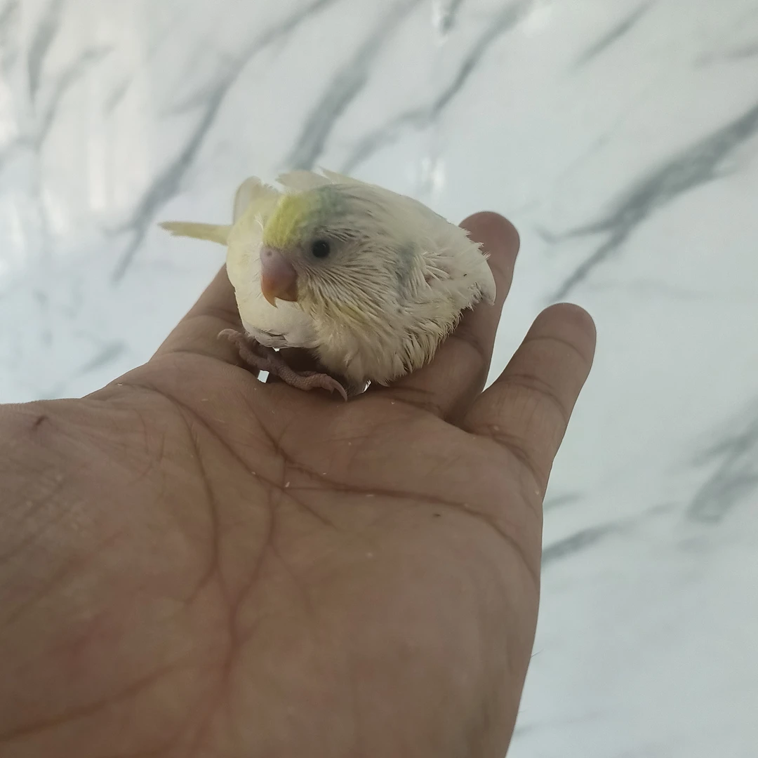 手养半毛虎皮鹦鹉可爱亲人适合当宠物