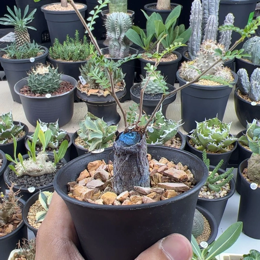 象足漆树根插一物一拍