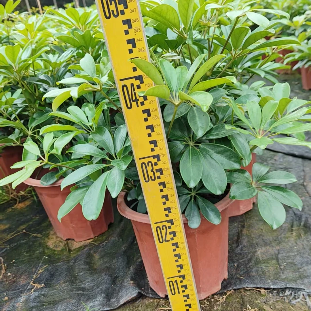 鸭脚木招财树七叶莲八方来财