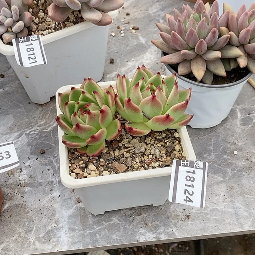 【闪购商品】蓝龙18124