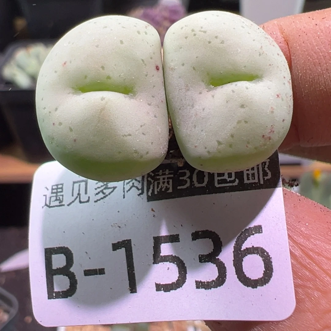 多肉植物111111111111
