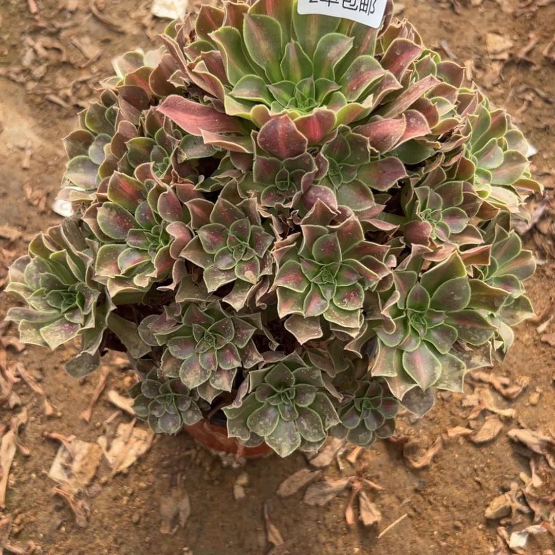 124多肉  女巫中班不包断头