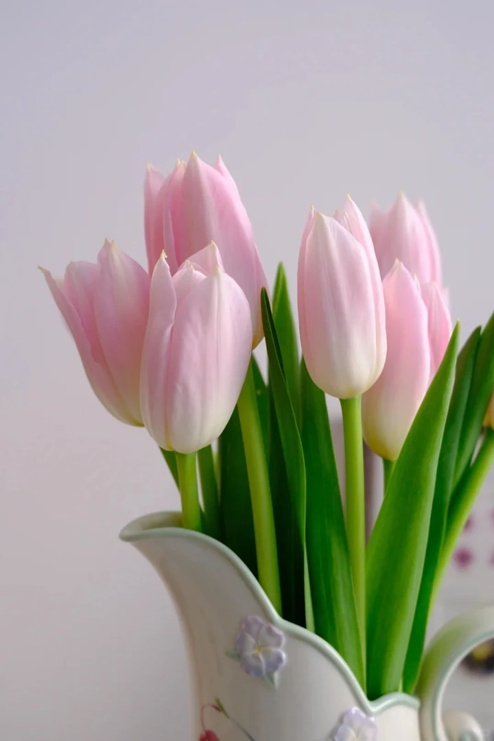 【花汀私享】郁金香-鲜花稀有小众