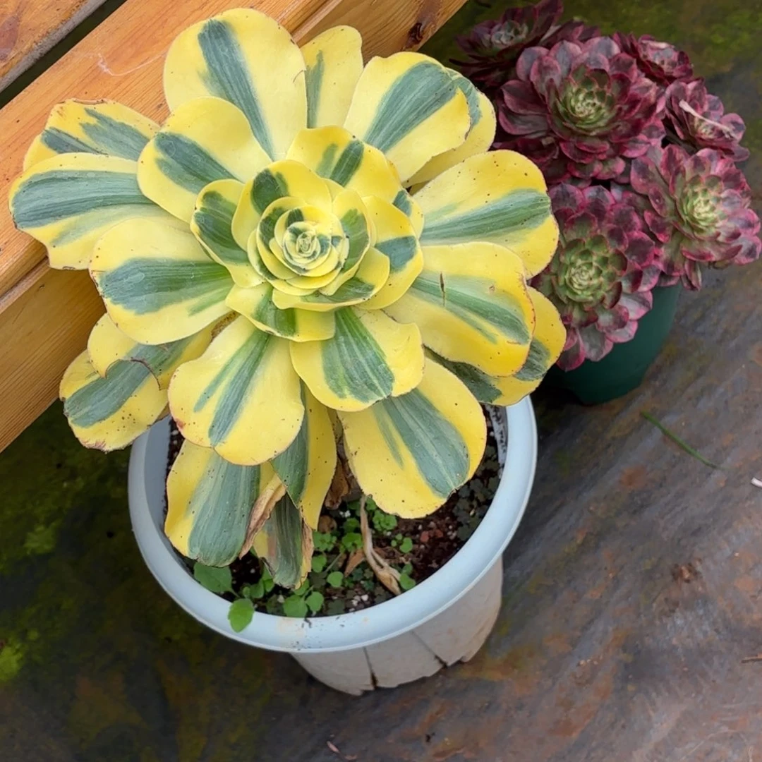 云南多肉植物王妃