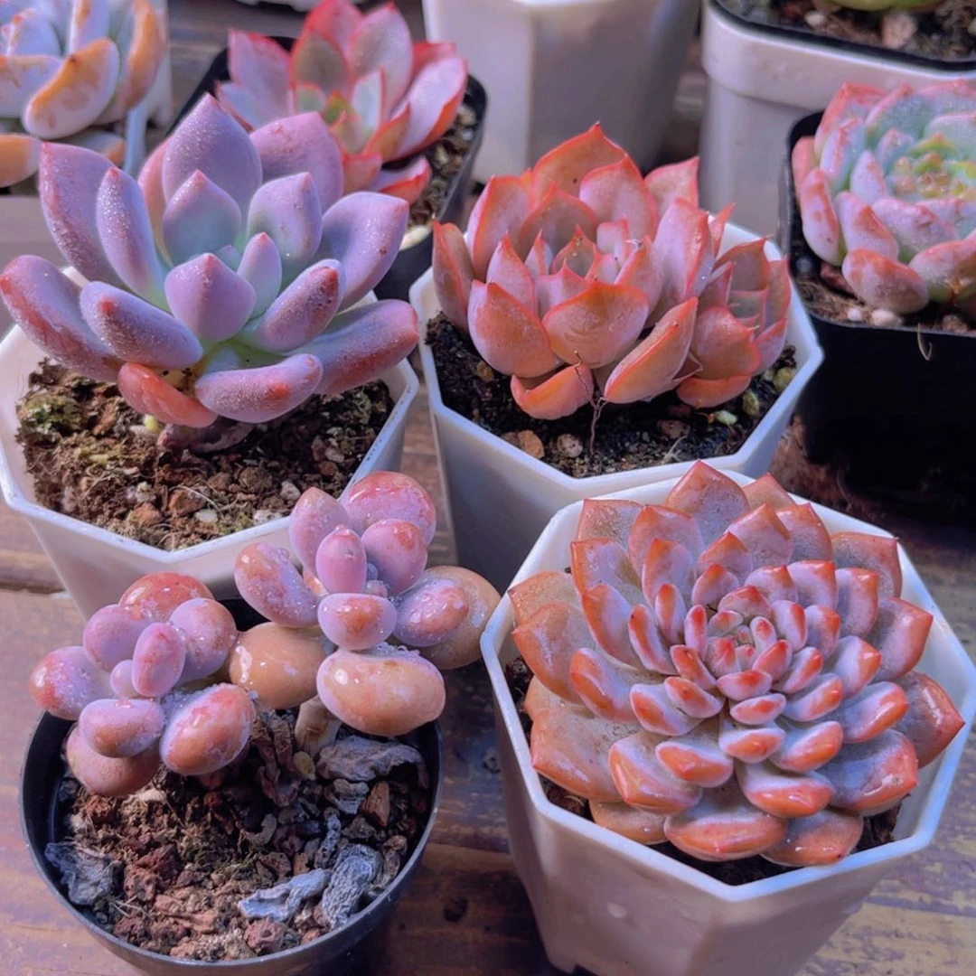 奥普 星星橙 桃蛋 菲欧娜多头