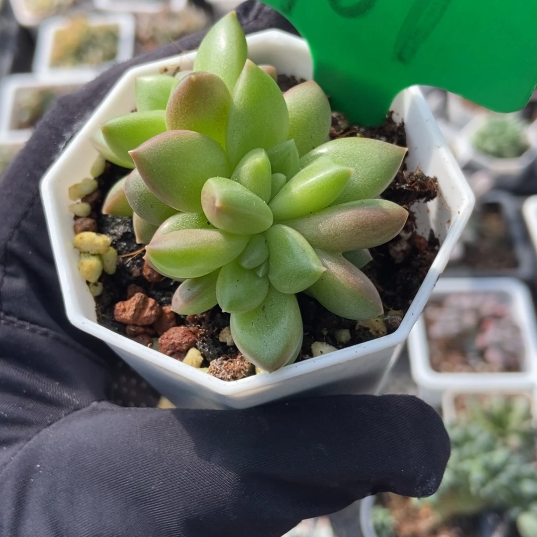 967迷雾泡泡多肉植物