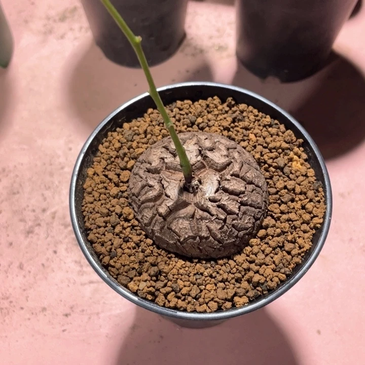 426龟甲龙块根植物