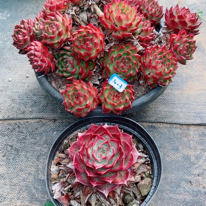 谢***菊精品多肉植物老桩