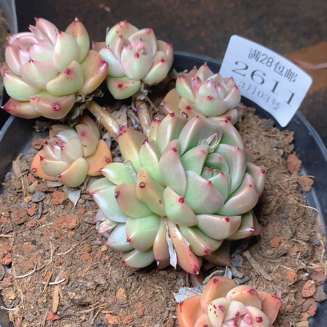 【闪购商品】云2611