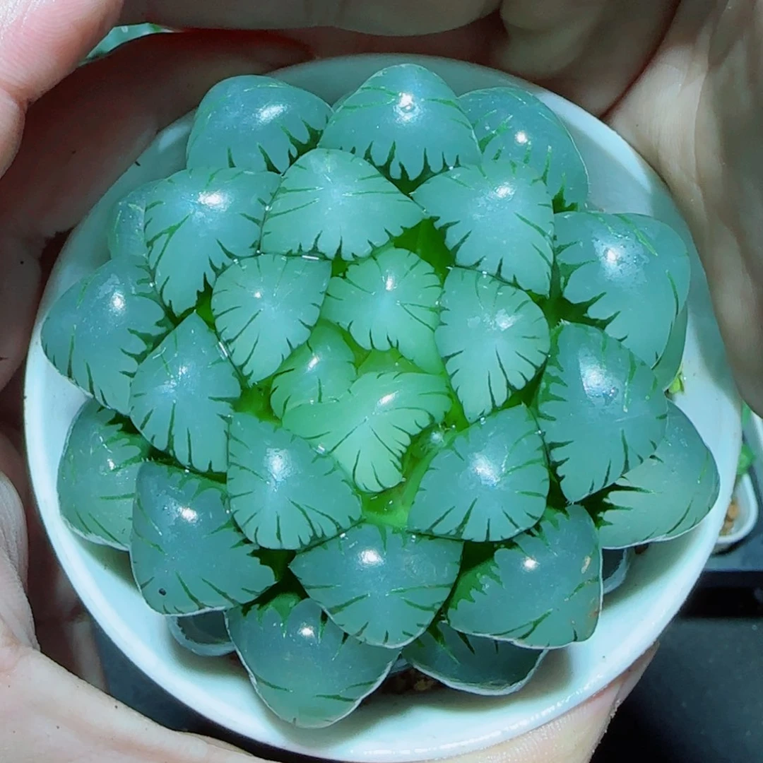 大母本冰灯多肉植物