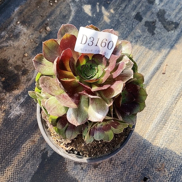 3160黑美人多肉植物