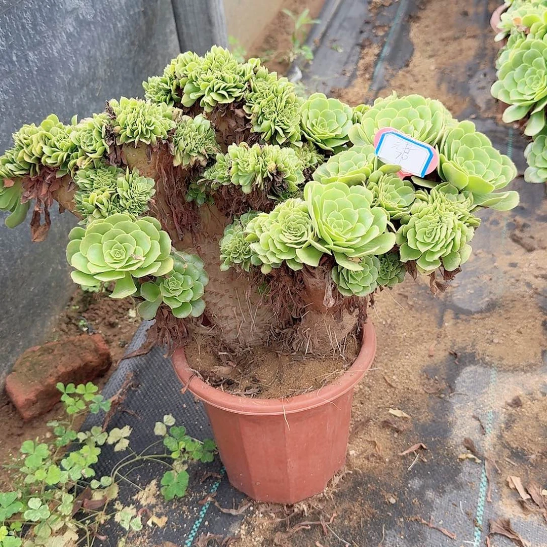 元***子绿缀一颗呀有伤呀呀