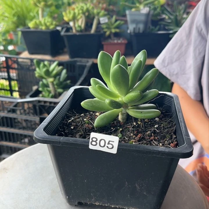 805号 一物一拍 一物一拍