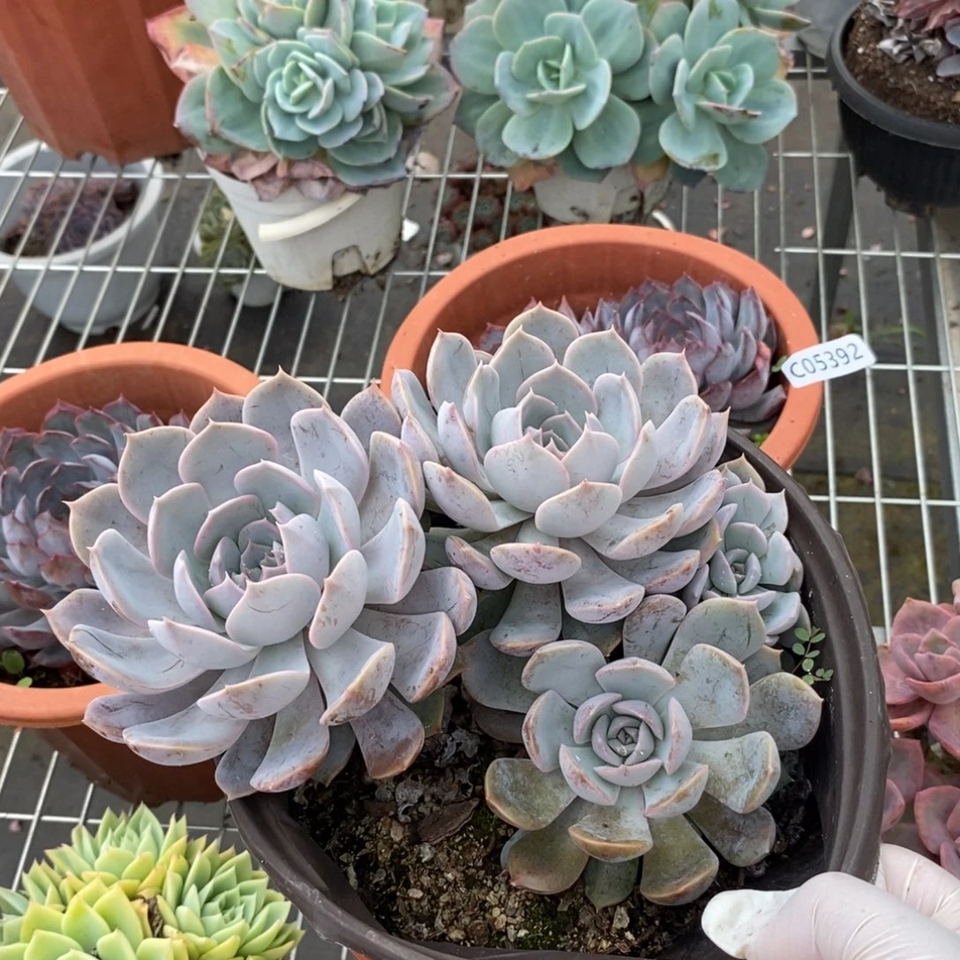 5393紫悦多头一物一拍
