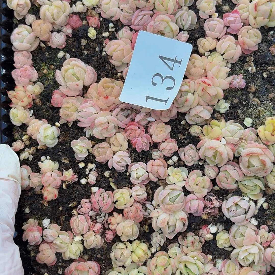 多肉植物多肉植物134