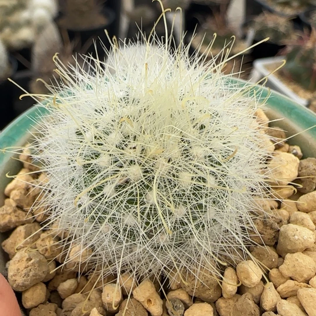 029实生白花月宫殿多肉