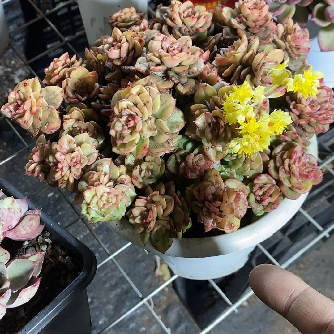 安****5蜡牡丹1盆7137多肉植物