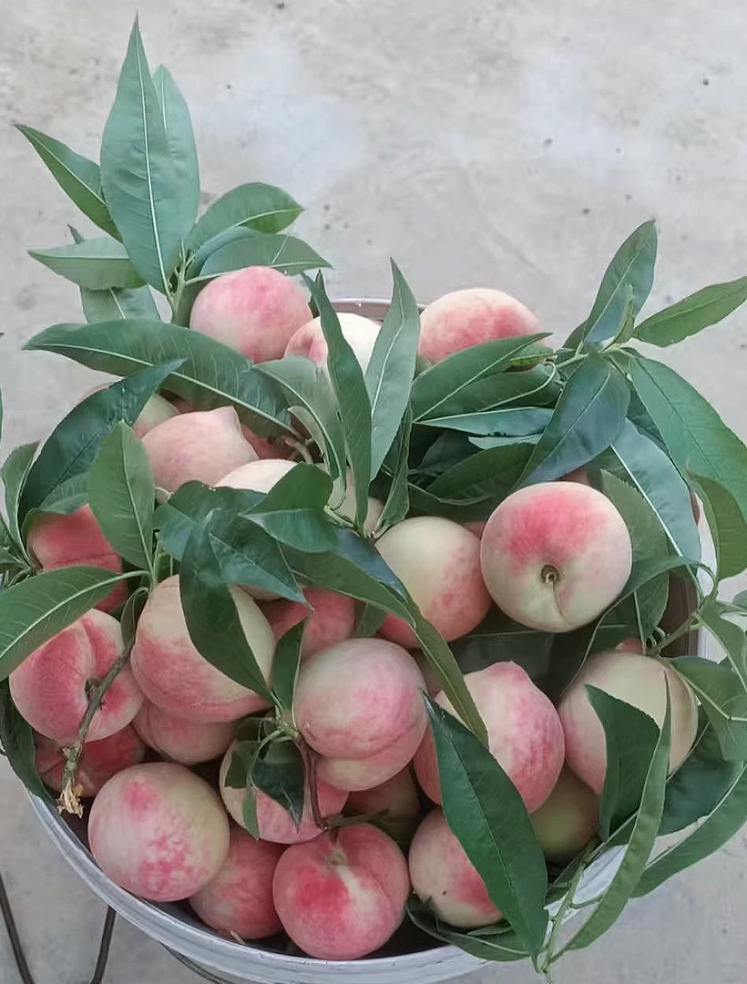 黄华本地老树百花桃现摘现发脆甜多汁当季新鲜水果