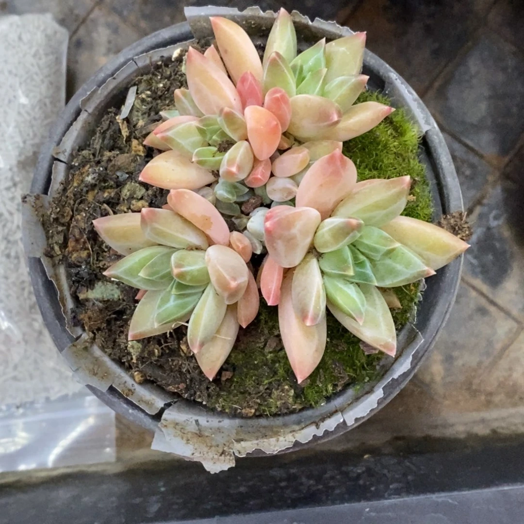 精品多肉一物一拍不包整350