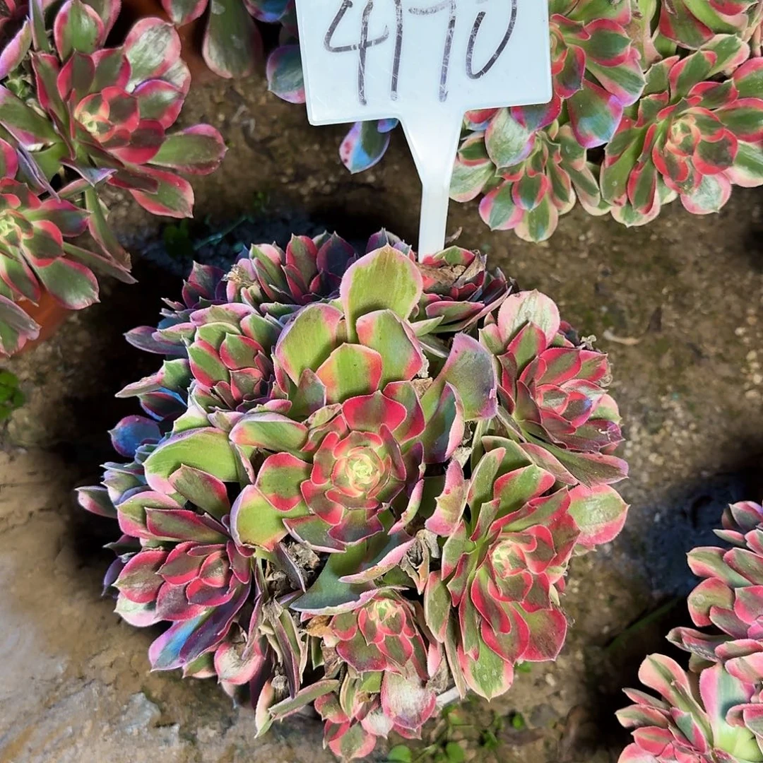 4170粉女郎多肉法师多肉