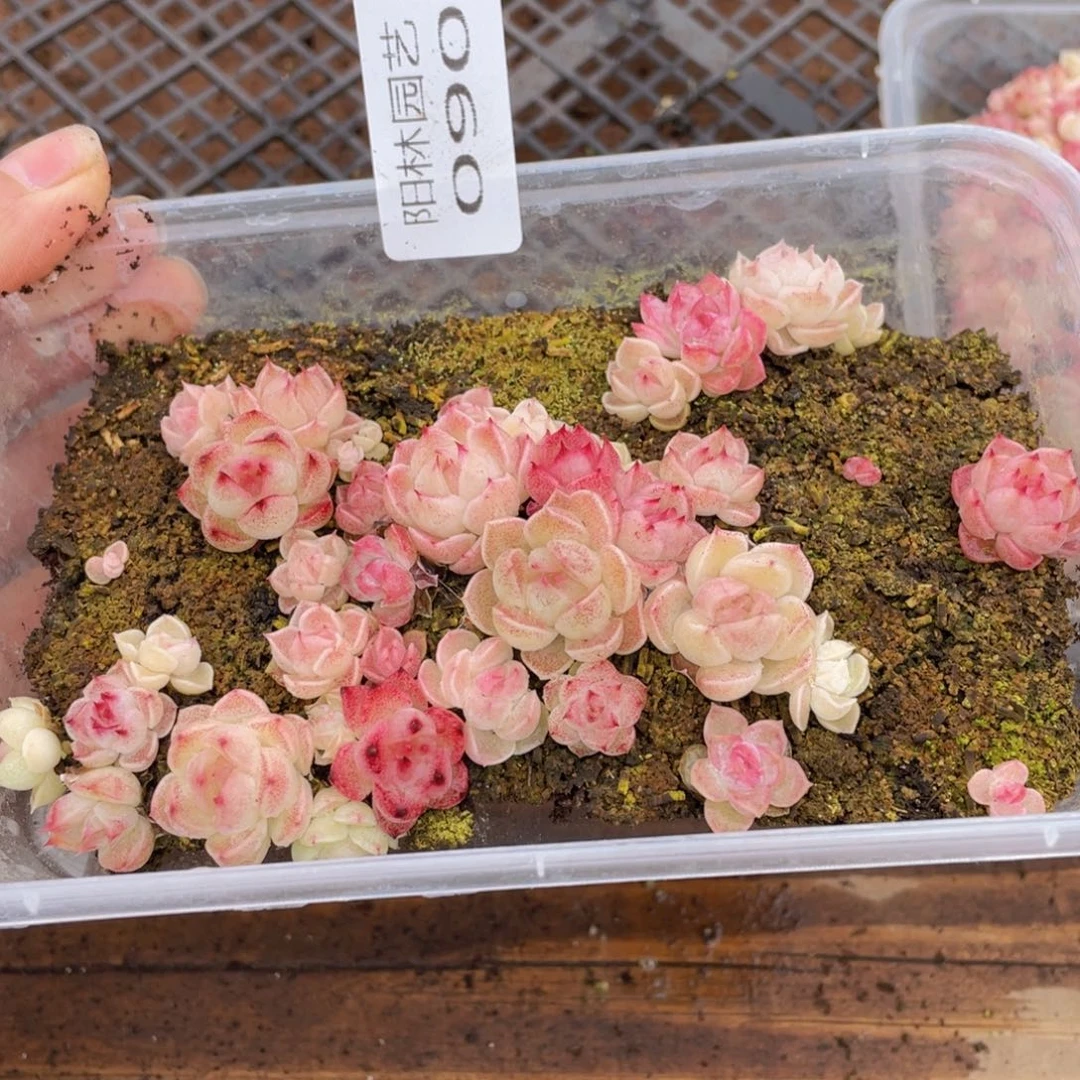 吃****、多肉植物多肉植物90