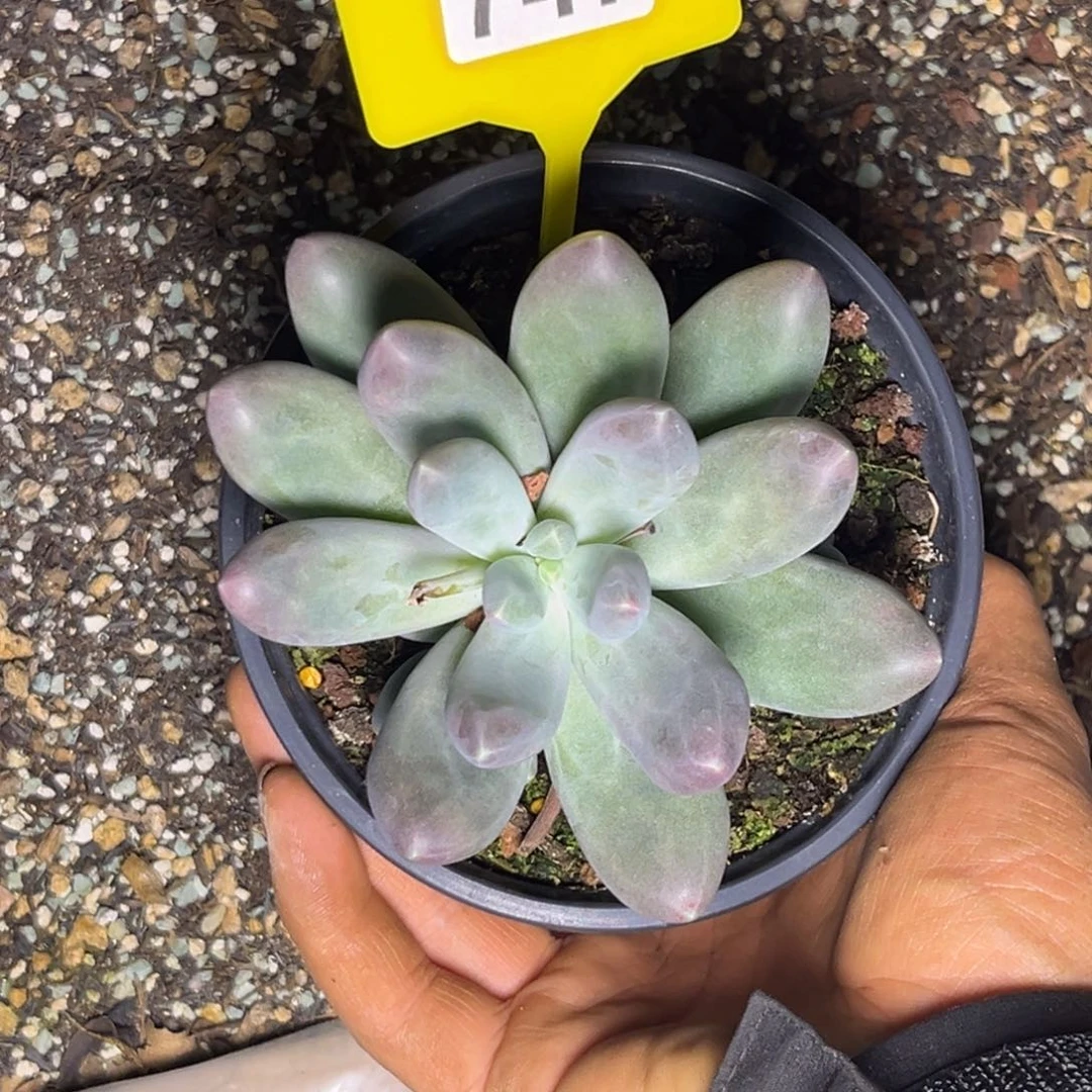 ?*間多肉植物美人杂747