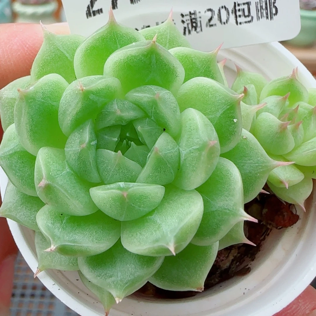 花语逸镜1010-279麦秆散