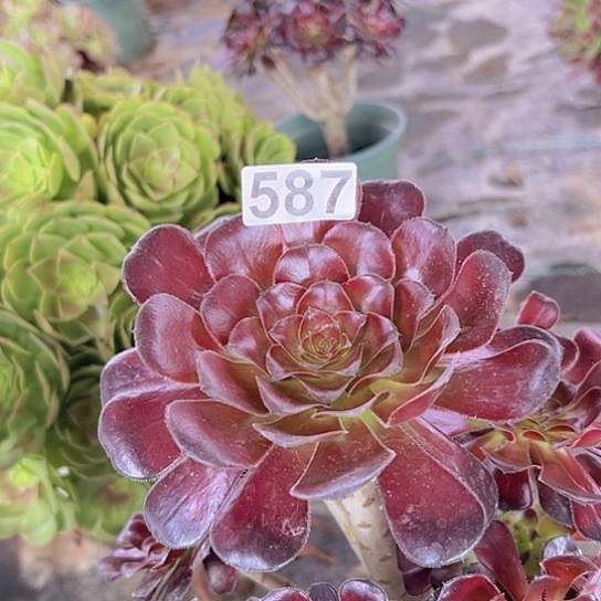 幸***）多肉植物一个魔法