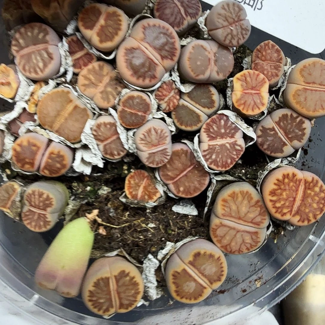 哈哈哈你真的会有这种213你