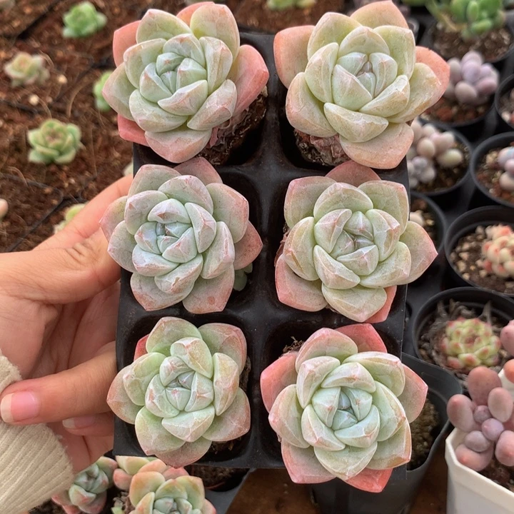 精控冰玉单头组合