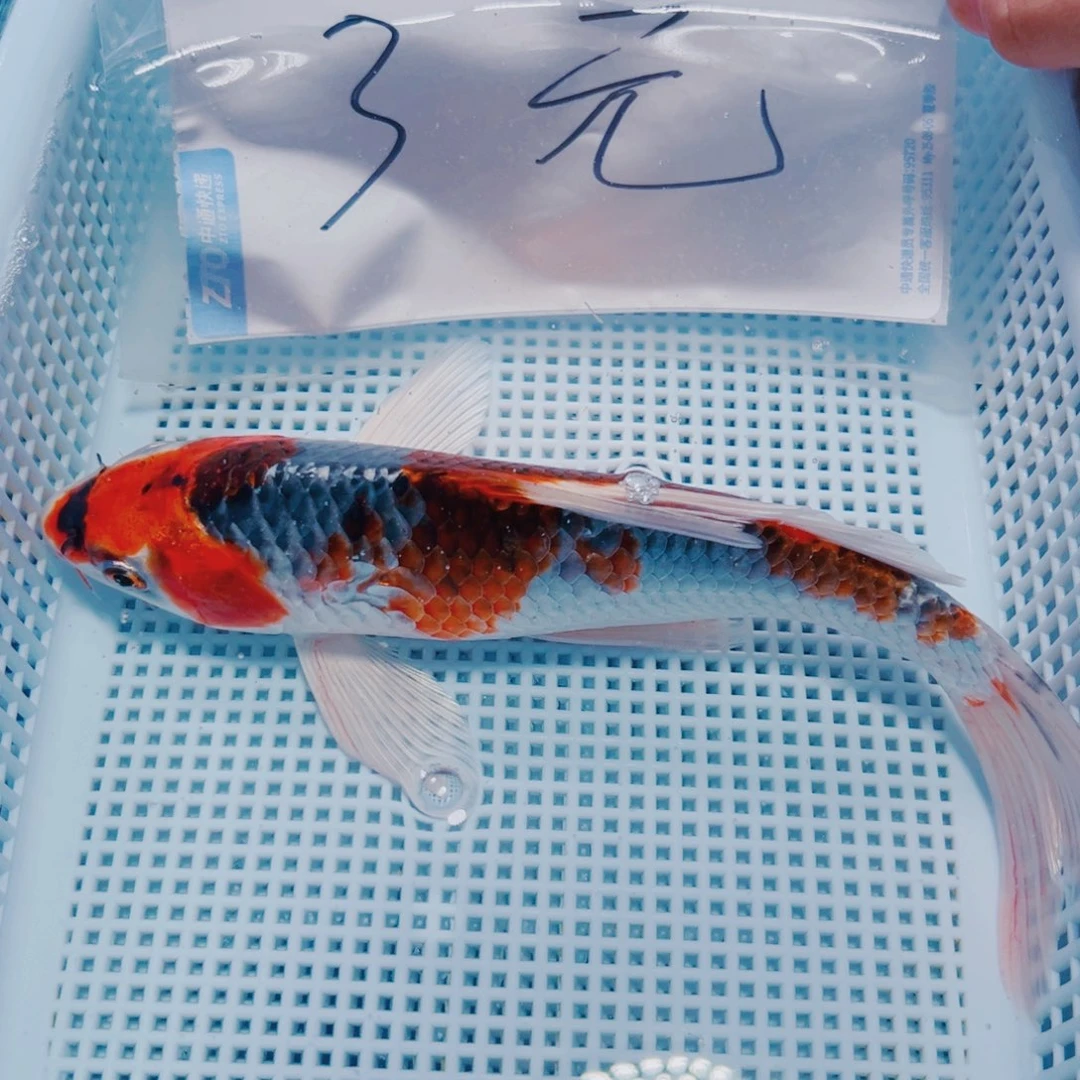 海水鱼锦鲤冷水109