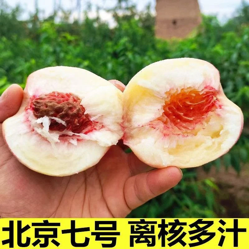 北京七号水蜜桃甘肃天水秦安产地直发顺丰包邮
