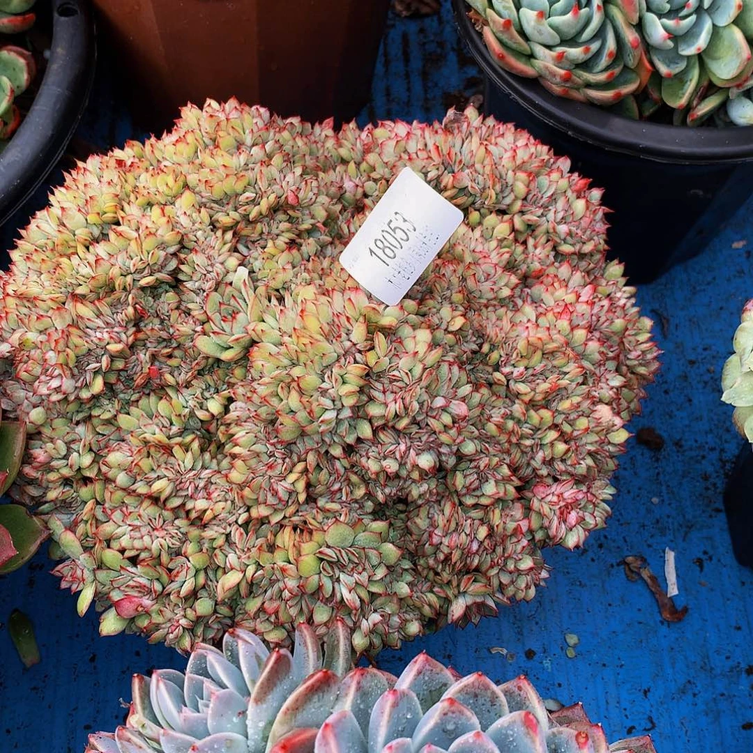 简***活    月光女神缀多肉18053