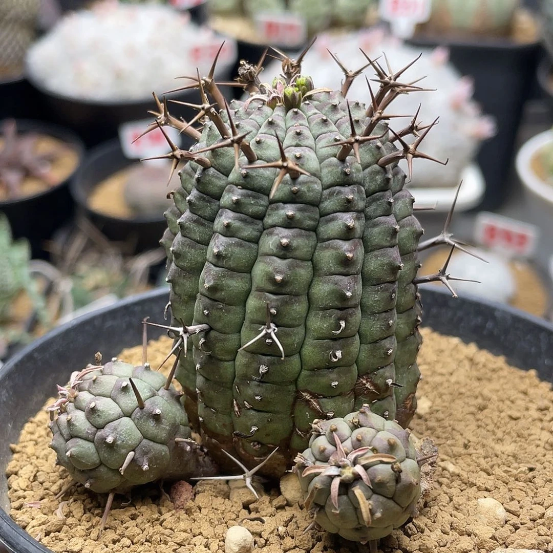 实生日系玉米尤群星冠大戟