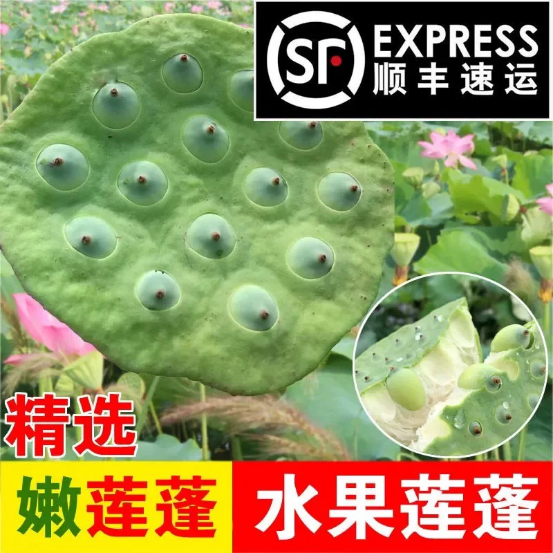 【只发新疆】新鲜嫩莲蓬太空莲鲜甜绿色农家水果生吃白莲子