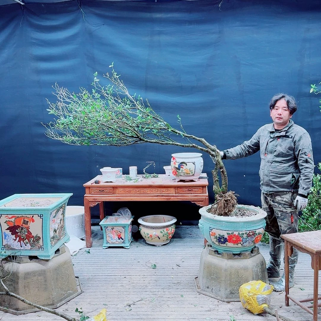 无花朵栀子花栀子花