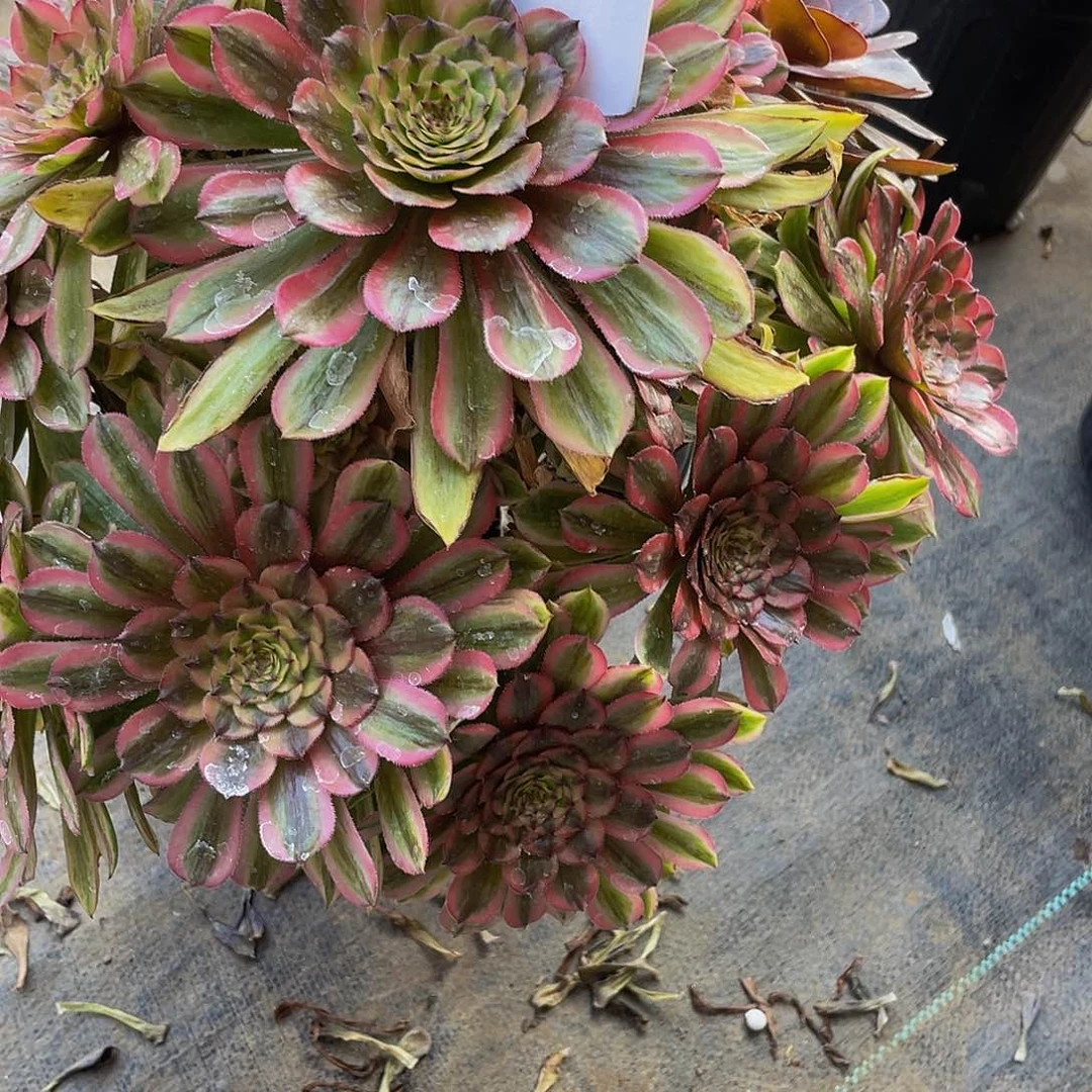 多肉法师3号夕颜发货不包损