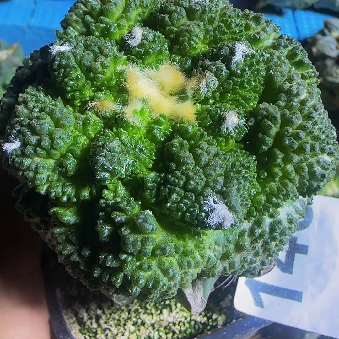 哥斯拉143仙人球开花