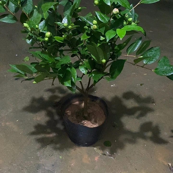 香妃放漏 少量花苞 无花朵