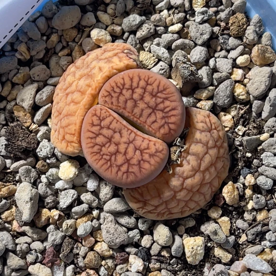 3194睫毛红曲1尺寸2.8